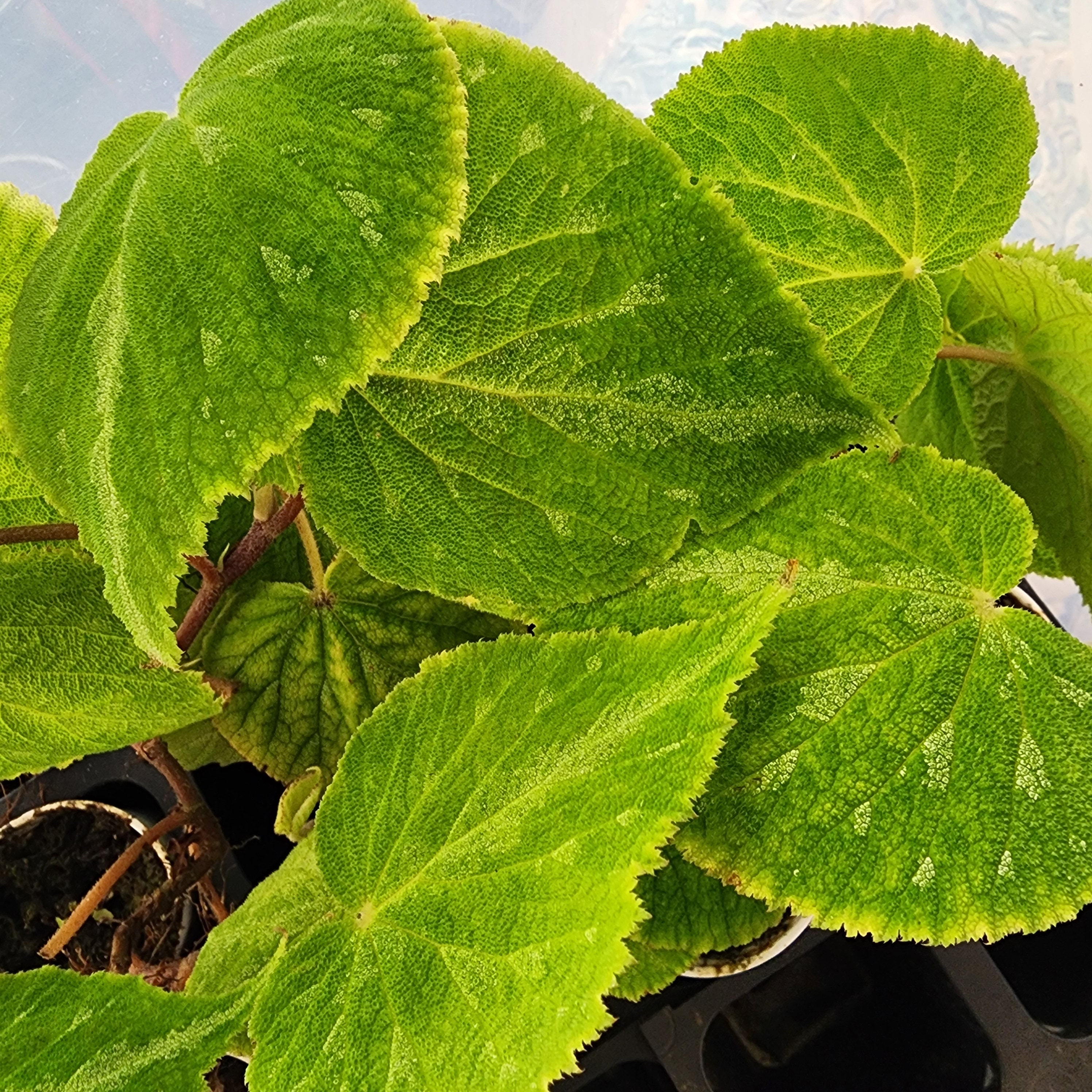 Begonia 'al Clark' a Rudy Zeisenheine Hybrid (terrarium Only), 2