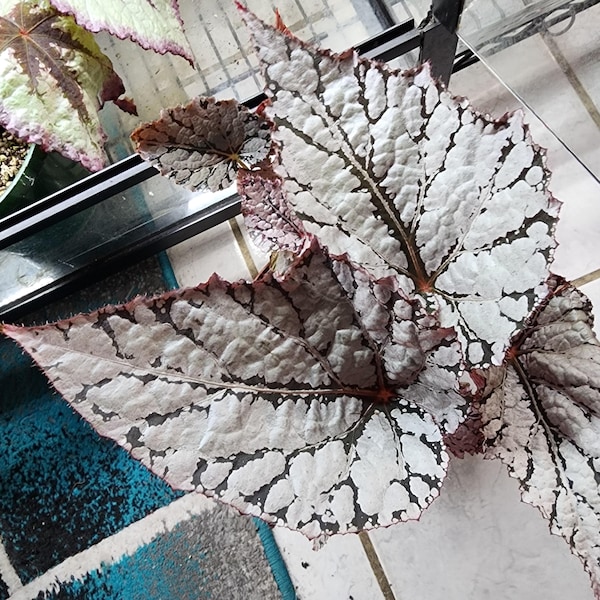 Begonia 'Fairy', rizomatosa, tipo rex para alta humedad, planta en maceta de 5 cm.