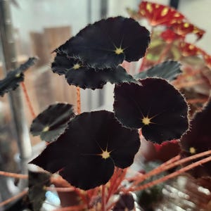 May include: A close-up of a black begonia plant with dark green leaves and red stems. The leaves have a velvety texture and a star-shaped pattern in the center.