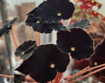 Begonia 'Micro-Mo', hybrid for terrarium, 2 inch potted plant