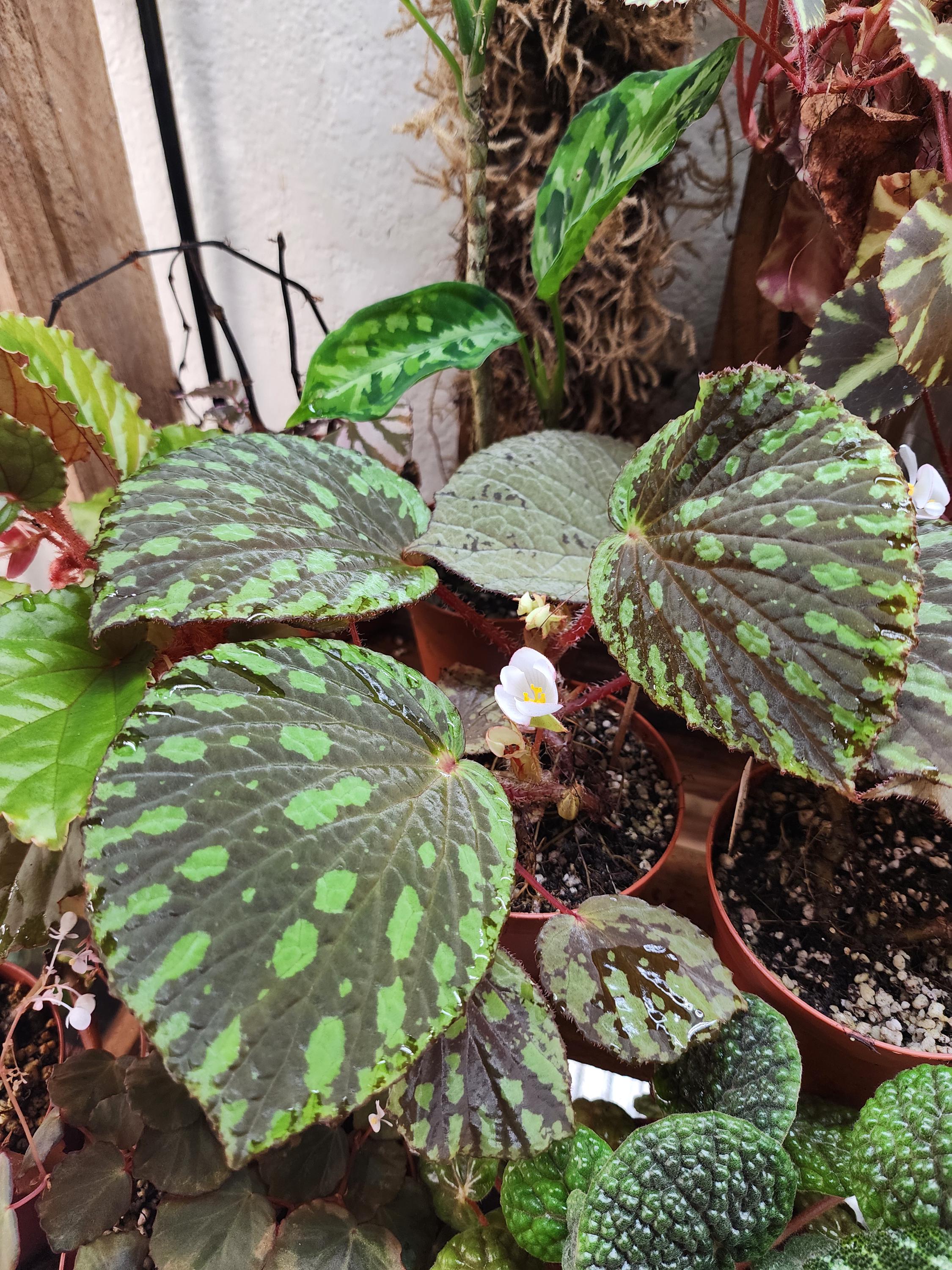 Begonia Aketajawensis, Terrarium Species From Indonesia. 2