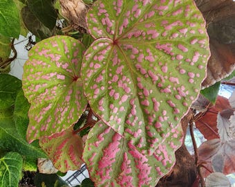 Begonia roseopunctata, terrarium species from Borneo.  2 inch pot.