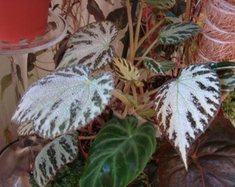 Begonia 'Silver Jewel'