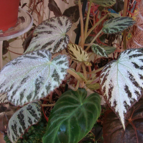 Begonia 'Joya de Plata'