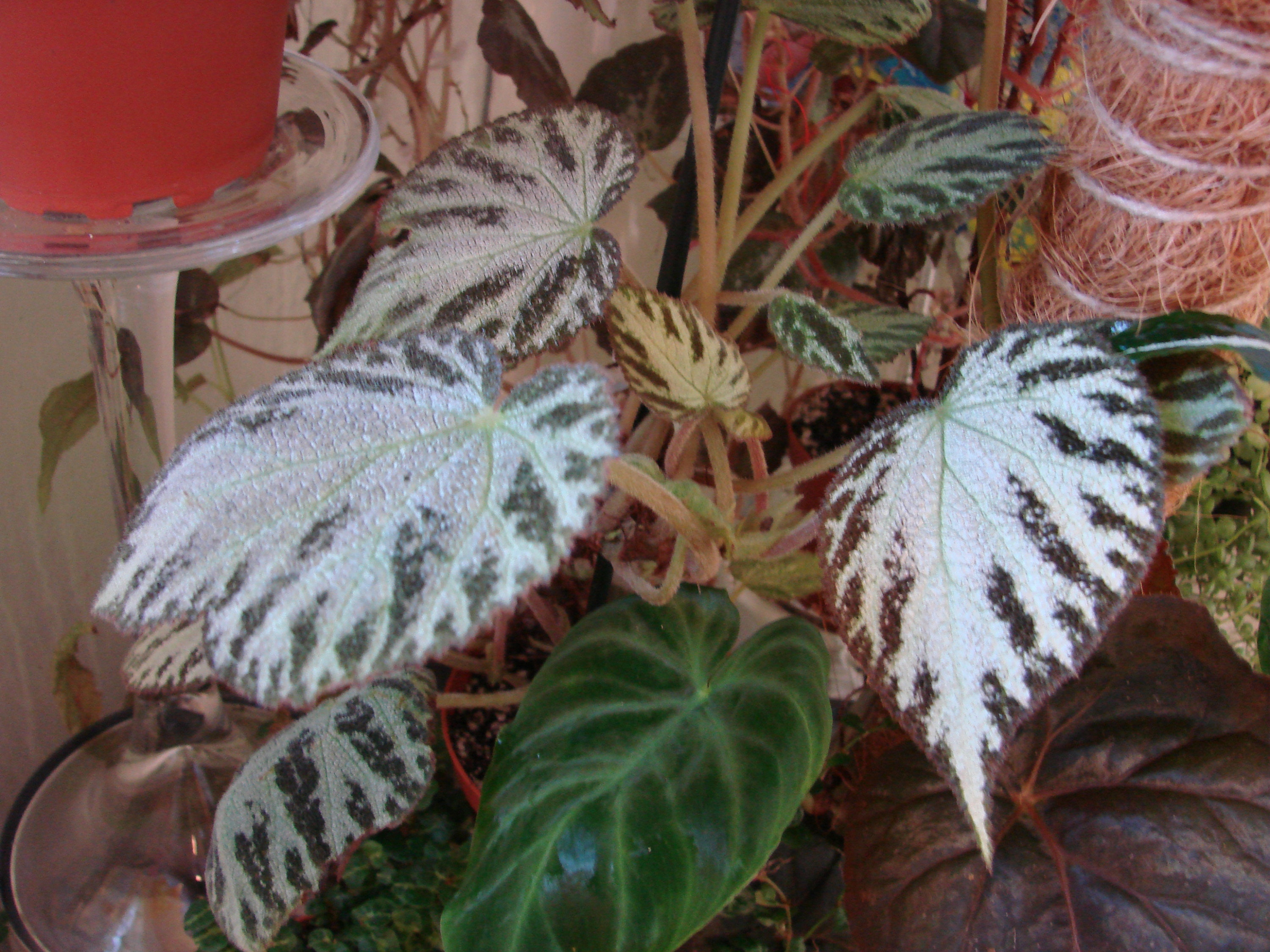 Begonia Silver Jewel
