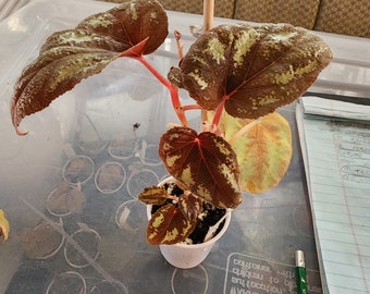Begonia 'Blue Flame' (corrected) highly iridescent hybrid for terrarium, 2 inch pot