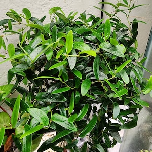 Ficus sp. lance-leaf