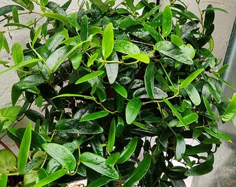 Ficus sp. lance-leaf