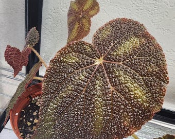 Begonia variegata dark form, terrarium species from China.  2 inch potted plant