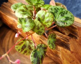 Begonia beijnenii, terrarium species from The Philippines.  2 inch potted plant