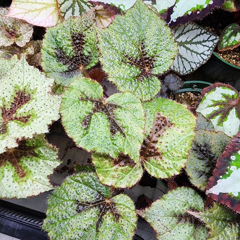 Begonia masoniana (Iron Cross Begonia) - Thumbnail 2