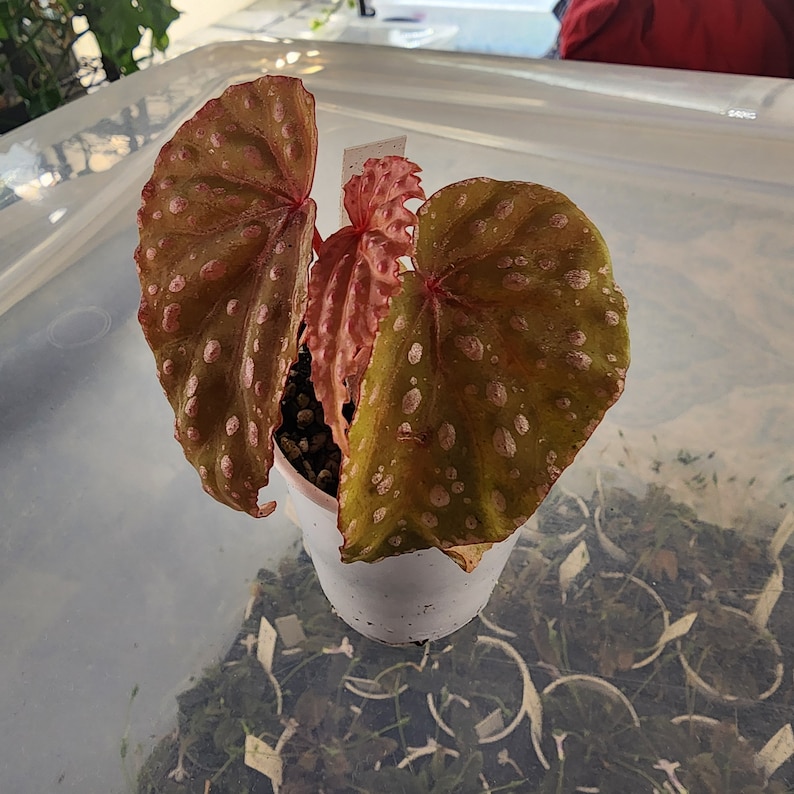 ShadyPlaces Begonia malachosticta - Thumbnail 2