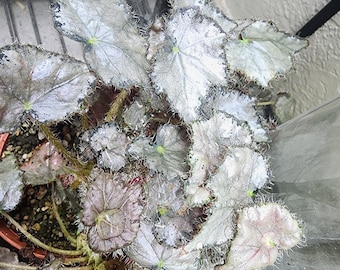 Begonia 'Royal Lustre', hybrid for terrarium or greenhouse, 2 inch pot