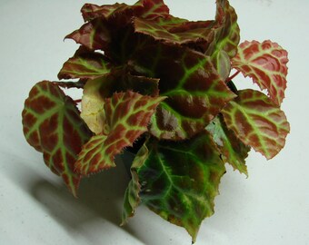 Begonia rajah