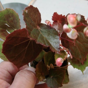 Begonia coriacea image 1