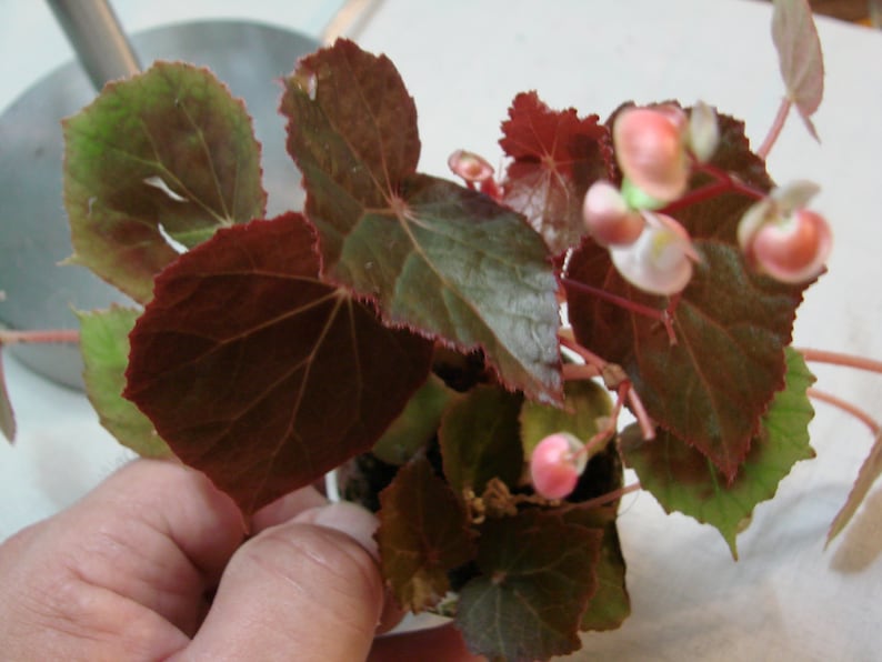 Begonia coriacea image 1