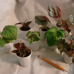 Begonia 'Freda' image 3