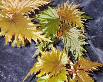 Begonia miri, from Papua New Guinea, requires high humidity, 2 inch pot