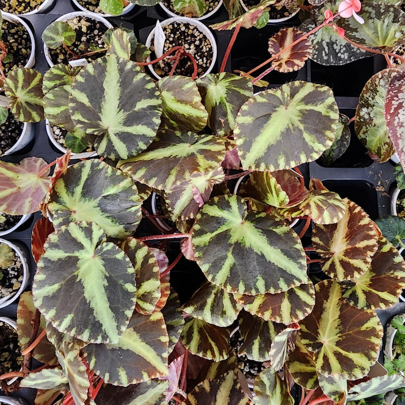 ShadyPlaces Begonia cleopatrae - Thumbnail 2