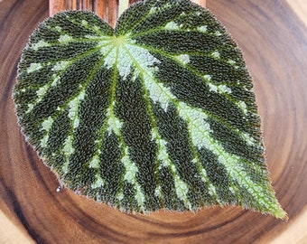 Begonia 'Emerald Jewel', B. imperialis hybrid for terrarium. 2 inch potted plant