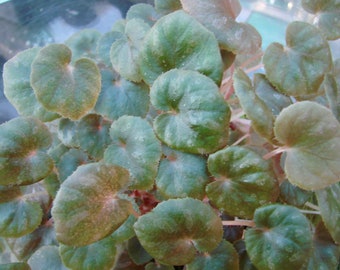 Begonia 'Peridot'