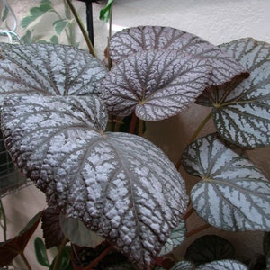 Begonia U501