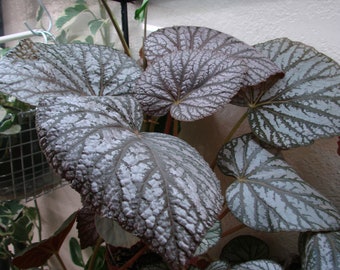 Begonia U501