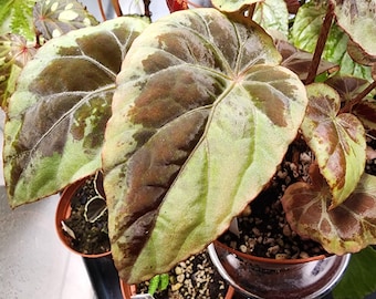 Begonia burkillii, silver edge. Terrarium species from India.  2 inch potted plant