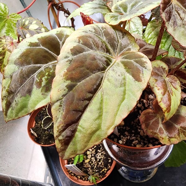Begonia burkillii, borde plateado. Especie de terrario originaria de la India. Planta en maceta de 5 cm (2 pulgadas).