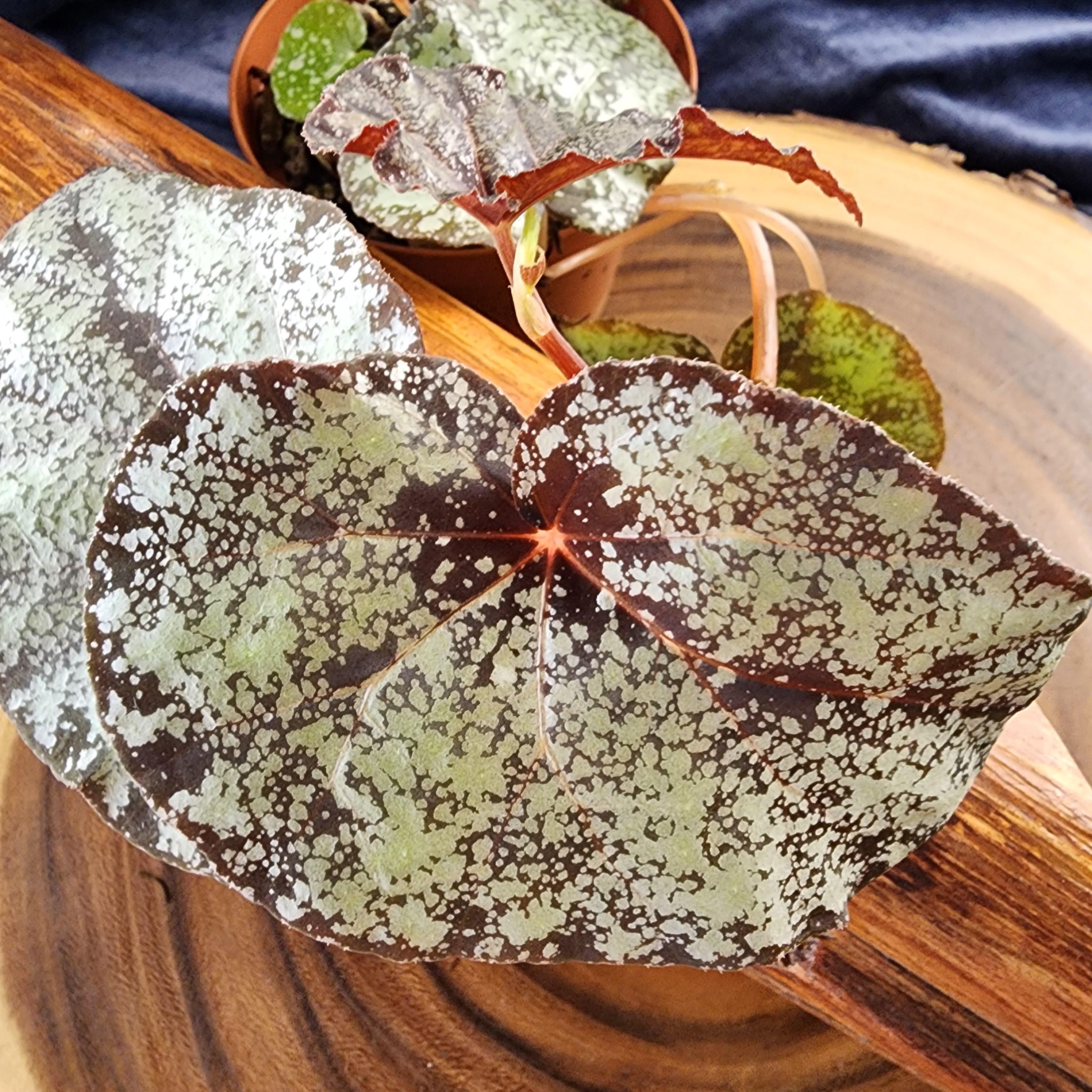 Begonia 'moona', Hybrid (curtsii Galaxy X Variabilis). Terrarium