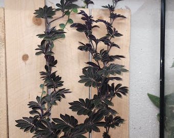 Solanum uleanum, South American vine for terrarium, 2 inch pot