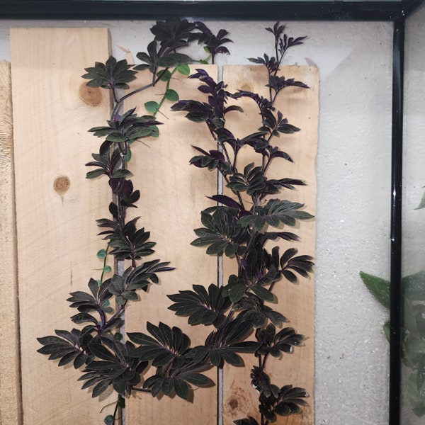 Solanum uleanum, planta trepadora sudamericana para terrario, maceta de 2 pulgadas