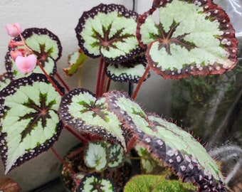 Begonia 'Randy MK2', rex hybrid from Australia.  2 inch potted plant