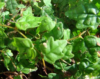 Ficus pumila quercifolia (petite feuille de chêne)