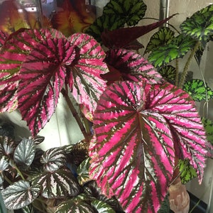 Begonia brevirimosa ssp. Exotica