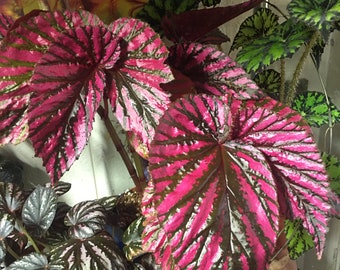 Begonia brevirimosa ssp. Exotica