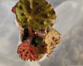 Begonia melanobullata, terrarium species from Vietnam, 2 inch pot