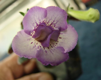 Sinningia gemini, mini gesneriad, for terrarium, 2 inch potted plant