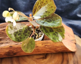 Begonia blancii, mottled form, terrarium species from The Philippines. 2 inch potted plant.