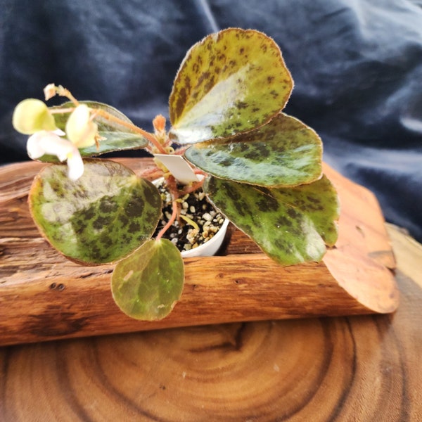 Begonia blancii, variedad moteada, especie para terrario originaria de Filipinas. Planta en maceta de 5 cm (2 pulgadas).