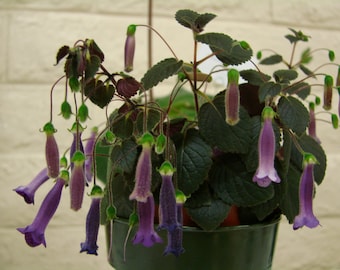 Sinningia 'Deep Purple Dreaming', best suited for high humidity, 2 inch pot