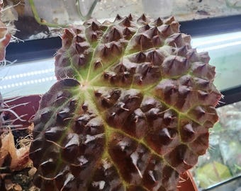 Begonia nahangensis, species from Vietnam, for terrarium,  2 inch potted plant