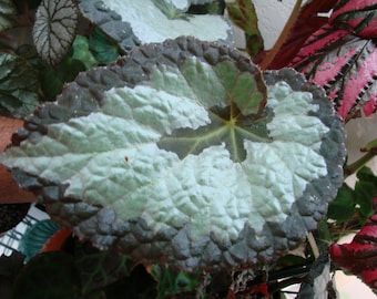 Begonia rex 'Putzys'