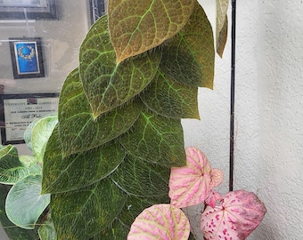 Ficus villosa (shingling plant) terrarium plant from Asia, 2 inch potted plant