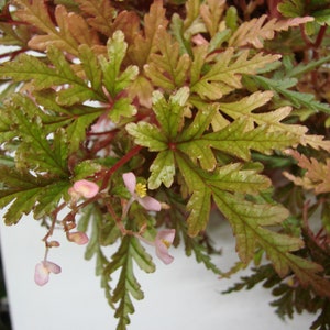 Begonia polilloensis image 1
