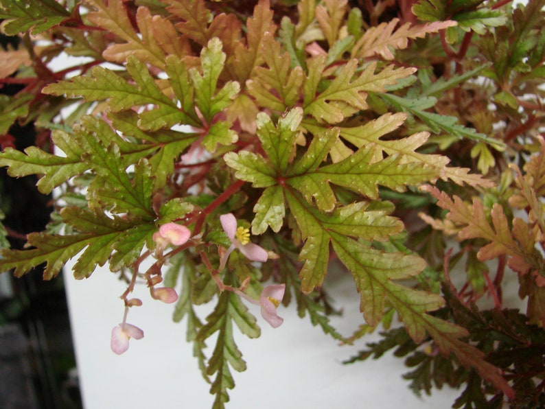 Begonia polilloensis image 1