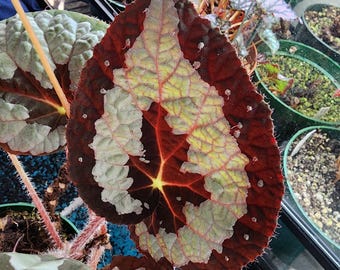 Begonia rex 'Putzys', the original rex species begonia used in rex hybridization. 2 inch potted plant.