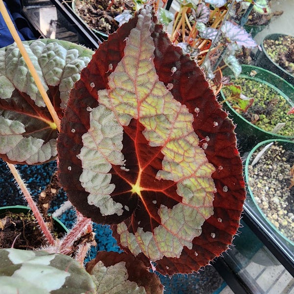 Begonia rex 'Putzys', la especie original de begonia rex utilizada en la hibridación rex. Planta en maceta de 2 pulgadas.