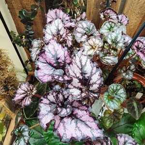 Begonia 'Lavender Swirl,  mini-rex type