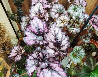 Begonia 'Lavender Swirl,  mini-rex type